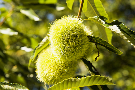 Green hedgehog Chestnut on the tree, horizontal imageの写真素材