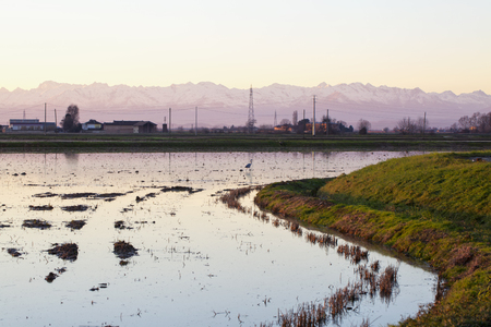 Rice field with heron and mountains, horizontal imageの写真素材