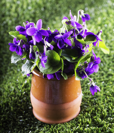 Violets in a vase over green grass, vertical imageの写真素材