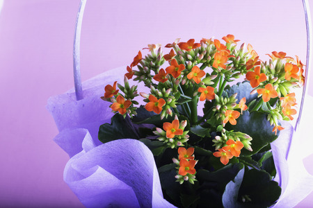 Flowers in a bunch, close up, horizontal imageの写真素材