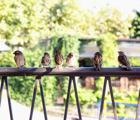 Sparrows in row over railing, horzontal imageの写真素材