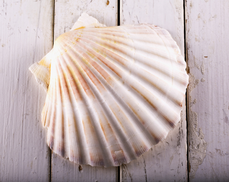 Seashell over white wooden table, horizontal imageの写真素材