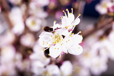 Apricot flower in close up, horizontal imageの写真素材