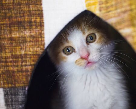 Funny red and white kitten, close up, horizontal imageの写真素材