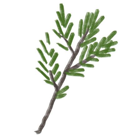 Watercolor pine branch isolated on white background. Hand-drawn illustration.のイラスト素材