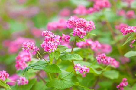 Pink flowers