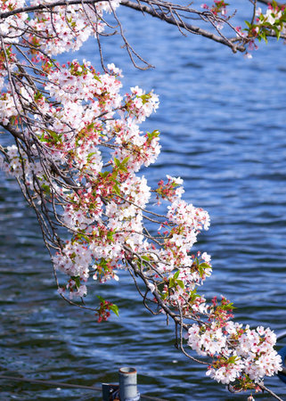 cherry blossom on the lake in spring, close-upの写真素材