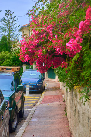 Street with blooming bougainvillea flowers and parked carsの写真素材
