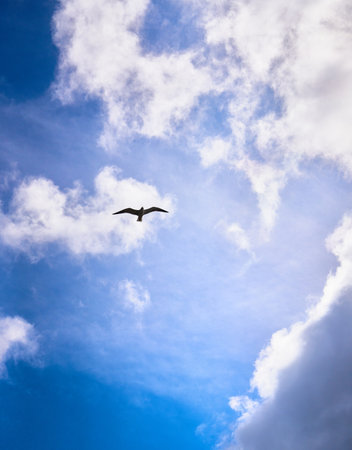 seagull flying in the blue sky, beautiful photo digital pictureの写真素材