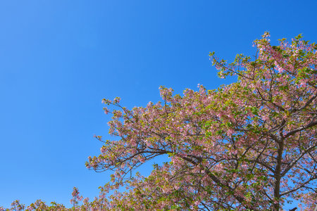 Cherry blossom tree on blue sky background,Thailand.の写真素材