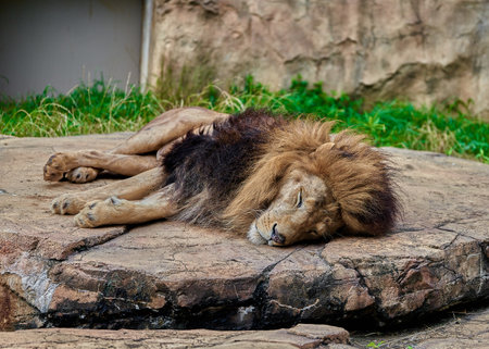 Lion sleeping in the zoo. Lion lies on the stone.の写真素材
