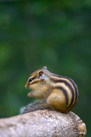 Chipmunk (Xenocerus insignis) on a logの写真素材