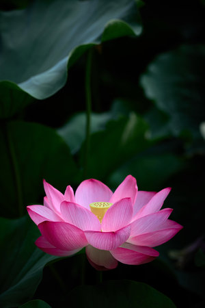 Lotus flower in the pond with green leaves background, selective focusの写真素材