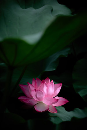 Lotus flower in the pond with dark background, selective focus.の写真素材