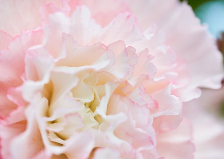 Close up of pink carnation flower with blurred background, selective focusの写真素材