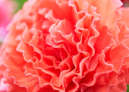 close up of a red begonia flower in the garden, stock photoの写真素材