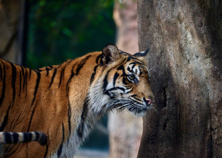 Close up of tiger in the zoo. (Panthera tigris altaica)の写真素材