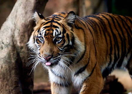 Close up of Sumatran Tiger (Panthera tigris altaica)の写真素材