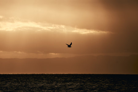 Silhouette of a seagull flying over the sea at sunsetの写真素材