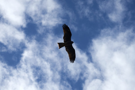 Black kite (Milvus migrans) flying in the skyの写真素材