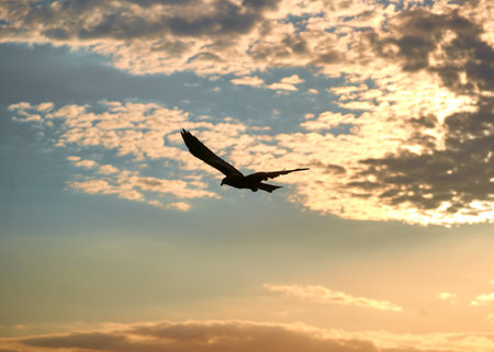 Silhouette of a flying eagle at sunset in the sky.