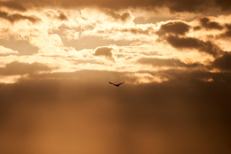 Silhouette of a flying bird in the sky at sunset.の写真素材