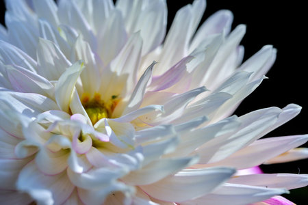 White dahlia close up on black background. Macro photography.の写真素材