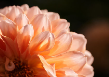 Close up of a dahlia flower, shallow depth of fieldの写真素材