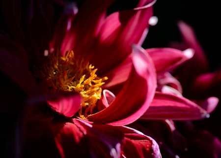 Close up of red dahlia flower. Shallow depth of field.の写真素材