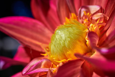 Close up of a pink dahlia flower with yellow stamens