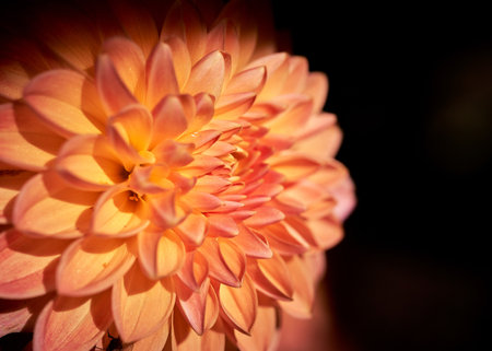 Orange dahlia flower on a dark background. Shallow depth of fieldの写真素材