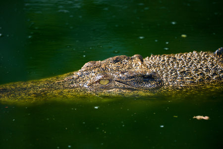 Crocodile head in the water. Close-up.の写真素材