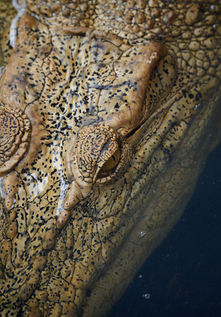 Crocodile in the water. Close-up of a crocodile head.の写真素材