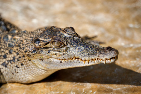 Crocodile close-up portrait. Wild crocodile in natural habitatの写真素材