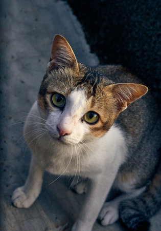 A cat sitting on the ground looking at the camera with green eyesの写真素材