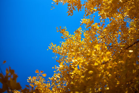 Yellow ginkgo leaves on blue sky background in autumn, Japanの写真素材
