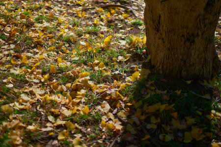 Fallen leaves on the ground in the autumnal forest. Selective focus.の写真素材