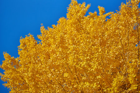 Ginkgo biloba tree in autumn, closeup of photoの写真素材