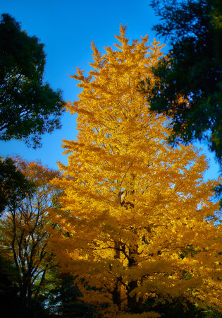 Ginkgo biloba tree in autumn, Tokyo, Japan.の写真素材