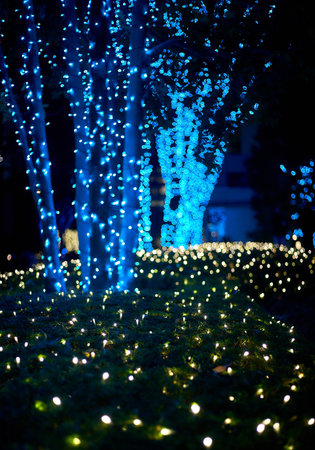 Bamboo grove in the park at night with blue lights.
