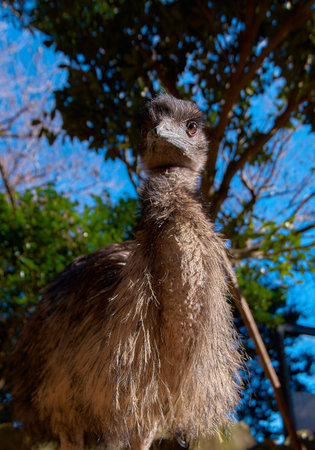 Ostrich in the park, close-up, low angle viewの写真素材