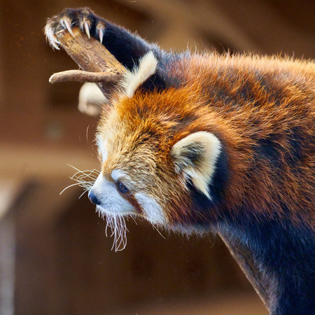 Red panda, Ailurus fulgens, in a zooの写真素材
