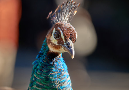 Portrait of beautiful peacock in the park, close-upの写真素材
