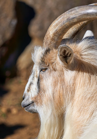Portrait of a goat with long horns on the background of rocksの写真素材