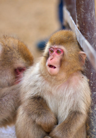 Japanese macaques (Macaca fuscata) in Kamakura, Japanの写真素材