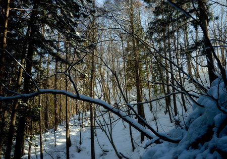 Trees covered with snow in winter forest. Beautiful winter landscape.の写真素材