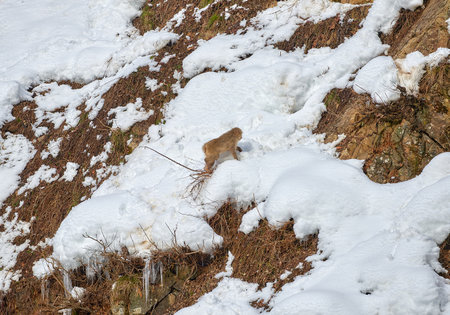 Wild hamster on the snow in winter forest, close-upの写真素材