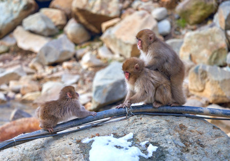 Japanese macaques (macaca fuscata) on a hot springの写真素材