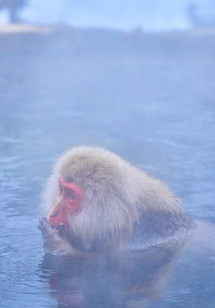 Japanese macaque in hot spring, Nagano Prefecture, Japanの写真素材