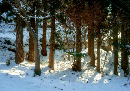 Trees covered with snow in the forest at winter. Winter landscape.の写真素材